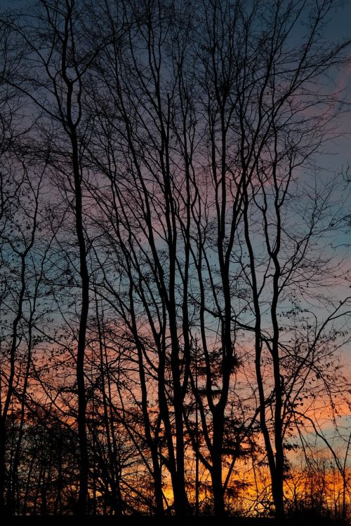 trees tree trunks sunset