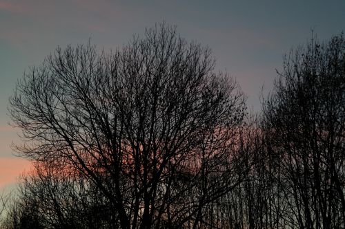 trees aesthetic sunset
