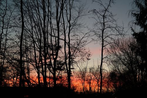 trees tree trunks sunset