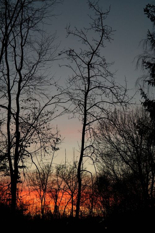 trees tree trunks sunset