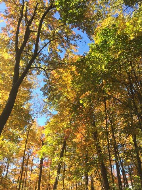 trees autumn forest