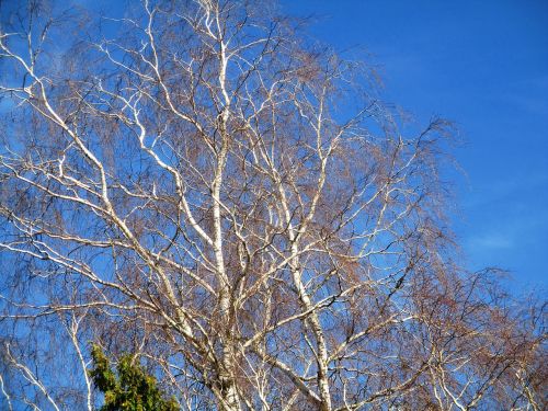 trees birch nature