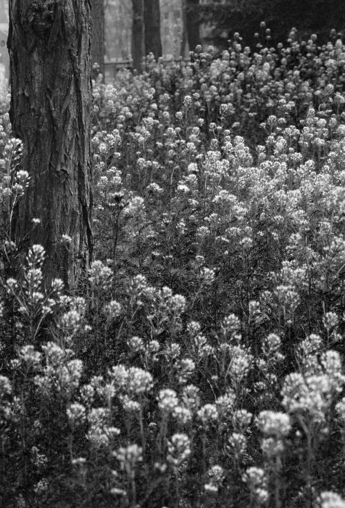 trees flowers black and white