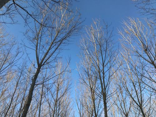 trees poplars sky