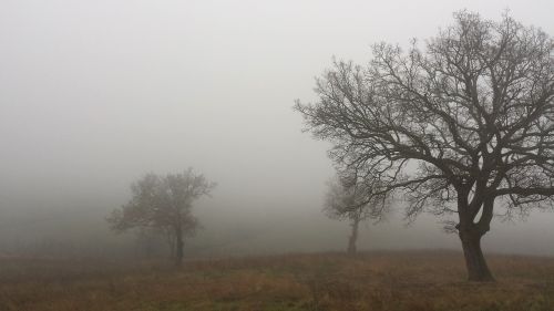 trees autumn landscape