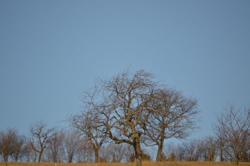 trees sky blue