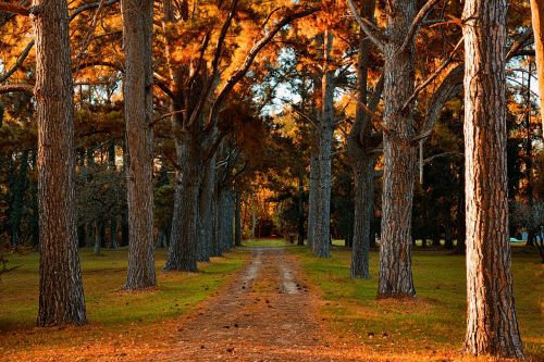 trees forest autumn