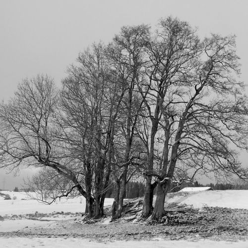 trees winter snow