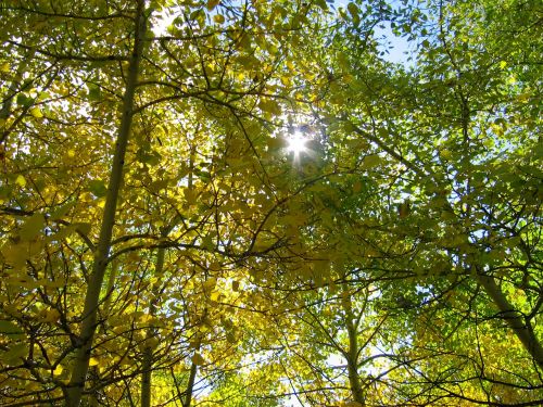 trees sun forest