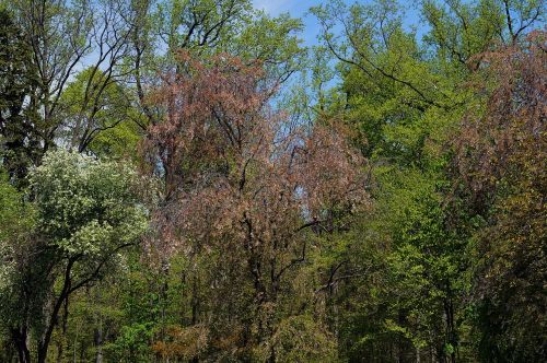 trees plants nature