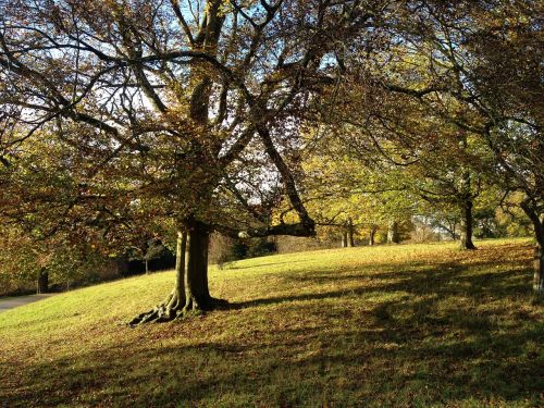 trees grass rural