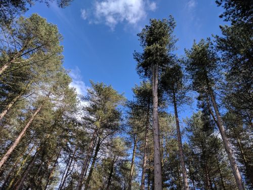 trees sky forest