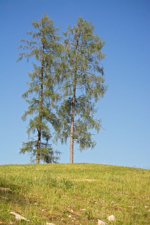 trees sky landscape