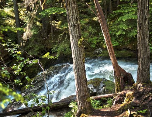 trees waterfall bright