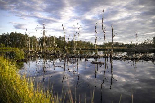 trees lake birch