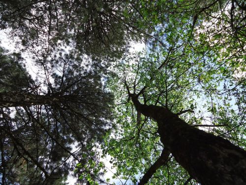 trees forest cups