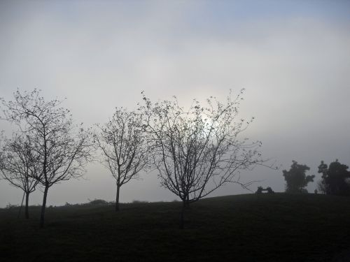 trees fog park