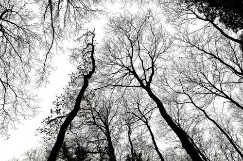 trees branches forest