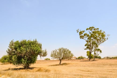 trees meadow landscape