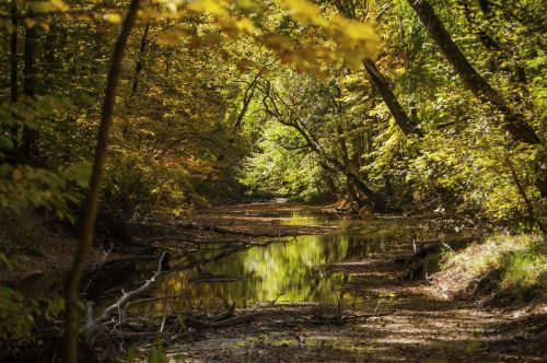 trees stream water