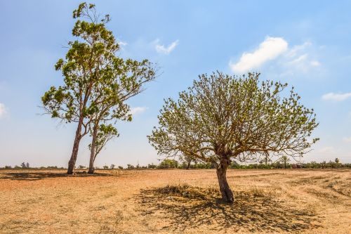 trees meadow landscape