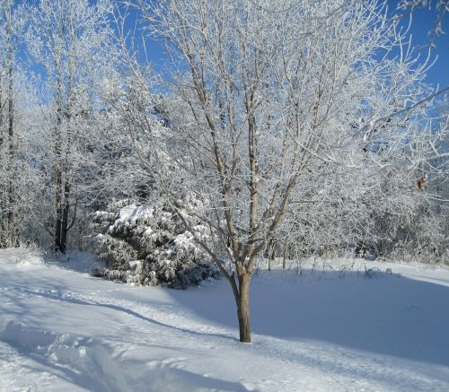 trees season white