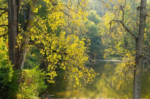 trees pond nature