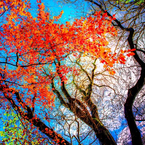 trees autumn fall