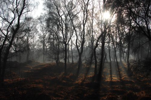 trees plant forest