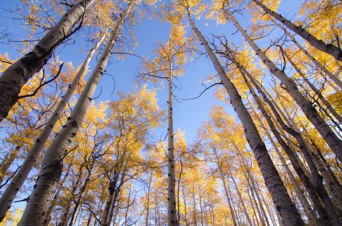 trees plant forest