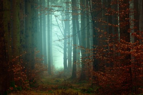 trees plant forest