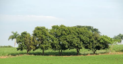 trees nature woods