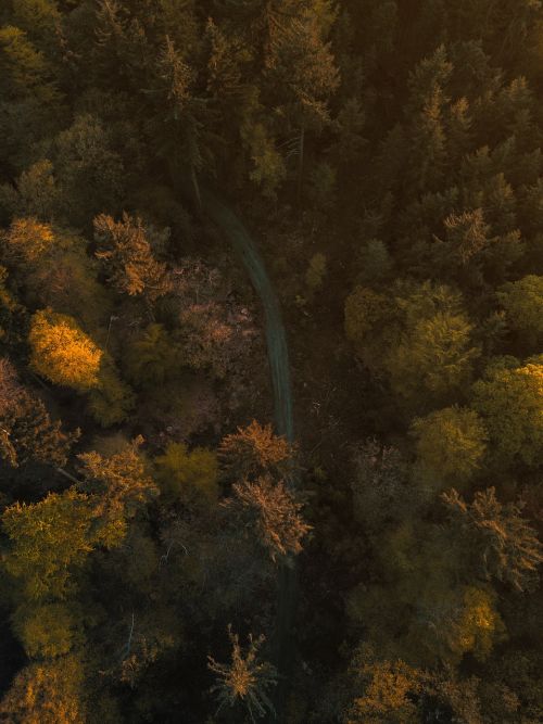 trees plant nature