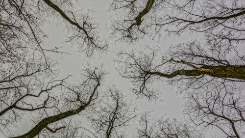 trees partly cloudy acacia
