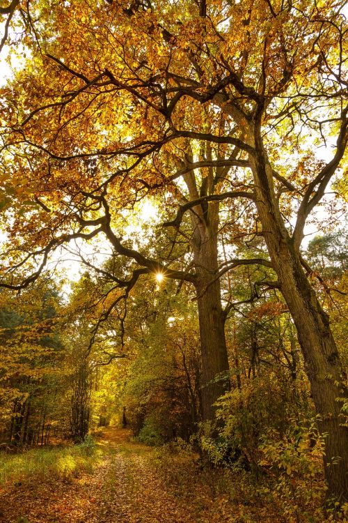 trees plant nature