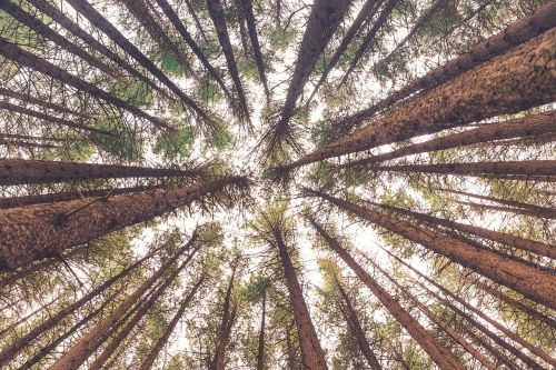 trees plant forest