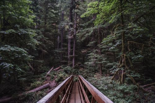 trees plant forest