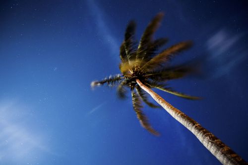 trees coconut nature