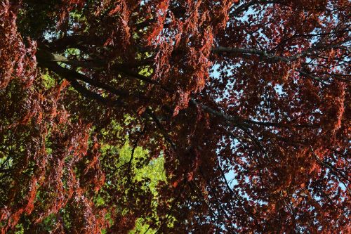 trees autumn red