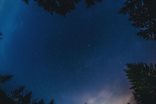 trees nature night