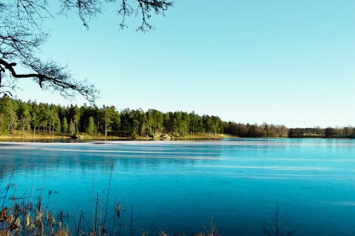 trees lake water