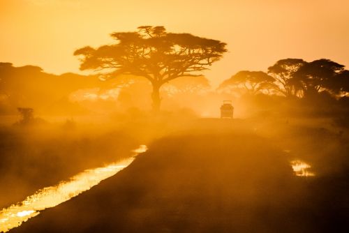 trees plant nature