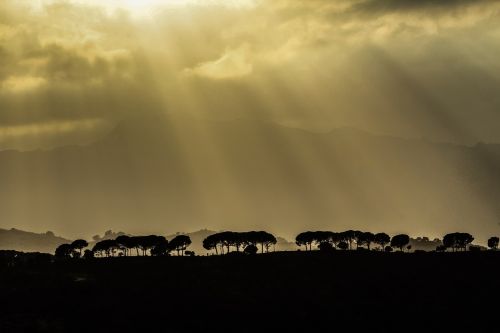 trees plant view