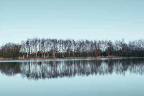 trees reflection water