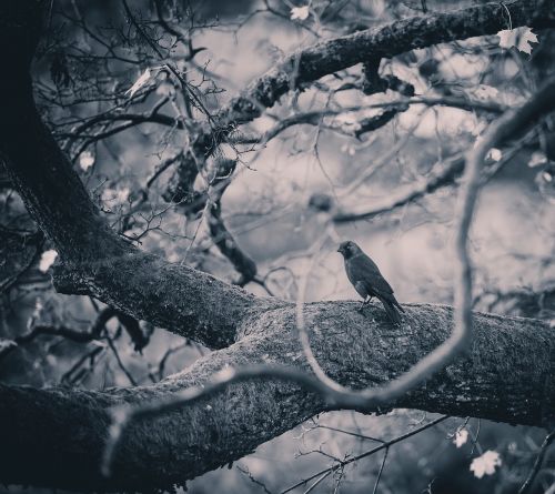 trees forest bird