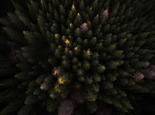 trees plant aerial