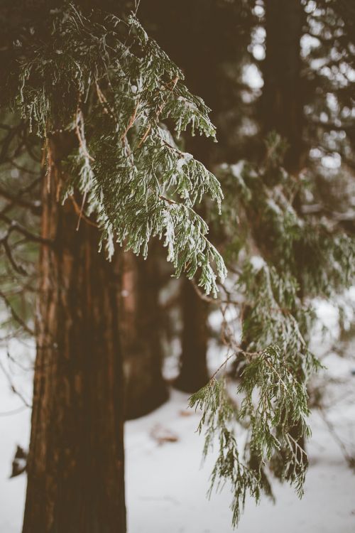 trees plant nature