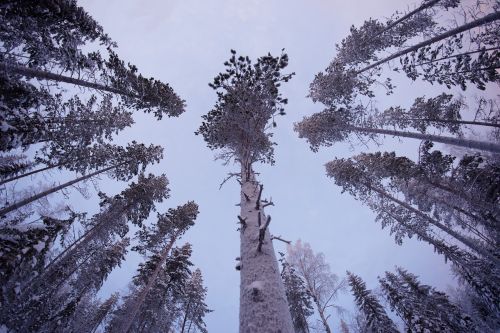 trees plant nature