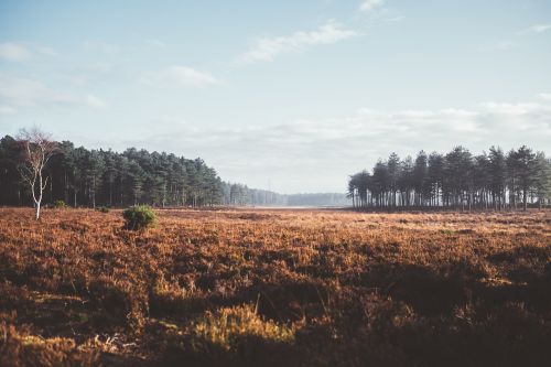 trees plant forest