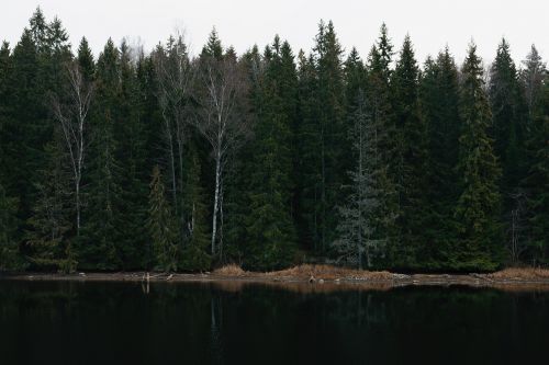 trees plant nature